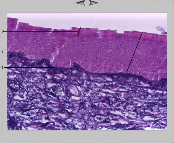 Ohrmuschel Epithel, 20x II