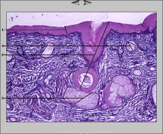 Ohrmuschel Epithel, 20x III