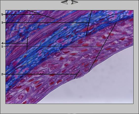 Ureter, 63x