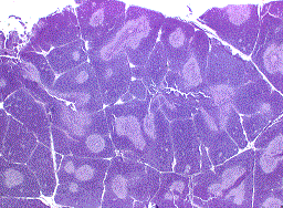 Thymus, juvenil