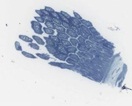 Jejunum, Zotten quer und längs, Methylenblau, Semidünnschnitt