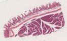 Duodenum längs